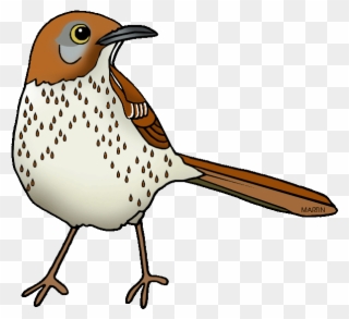 Images Of Georgia State Bird United States Clip Art - Georgia State Bird Drawing - Png Download