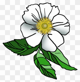 Georgia State Flower - Cherokee Rose Clip Art - Png Download