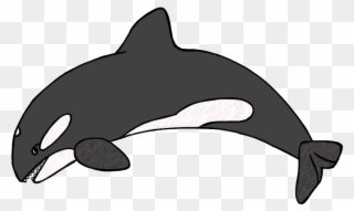 Clip Art By Carrie Teaching First - Killer Whale Clipart Black And White - Png Download