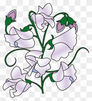 Clipart Info - Sweet Pea Clipart - Png Download