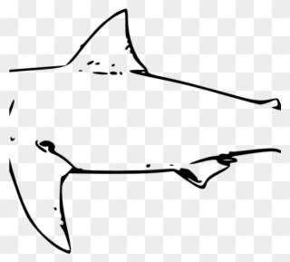Shark Clipart Black And White Shark Clipart Black And - Great White Shark Line Art - Png Download