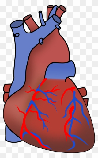 Vector Clip Art - Human Heart Clipart Transparent Background - Png Download