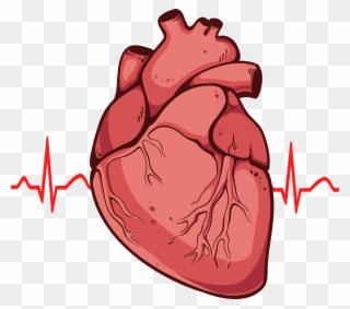 Real Heart Clipart - Real Heart - Png Download