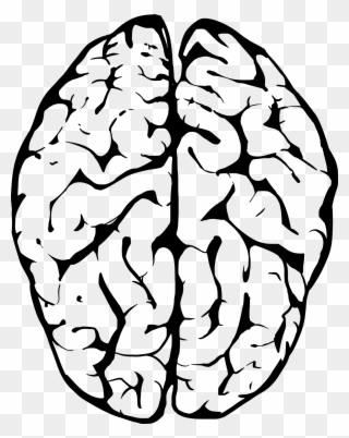 Outline Of Human Brain - Transparent Background Brain Clipart - Png Download
