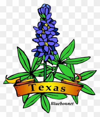 Texas State Flower Drawing Clipart