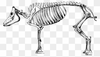 Collection Of Drawing High Quality Free - Pig Skeleton Clipart