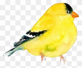 Goldfinch Clipart Watercolor - Png Download