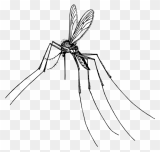 Mosquitoes' Attack On Wisconsin - Clip Art Black And White Mosquito - Png Download