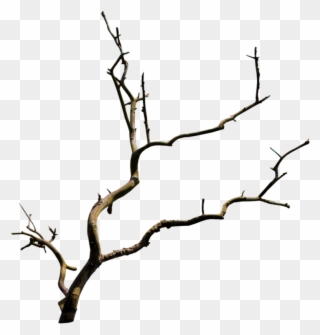 Tree Branches - Arboles Minimalistas Png Clipart