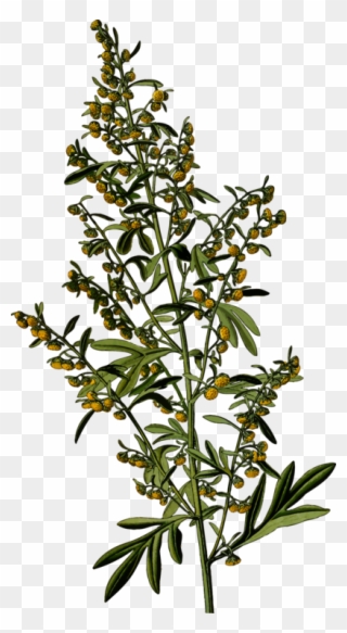 All Photo Png Clipart - Wormwood Clipart Transparent Png