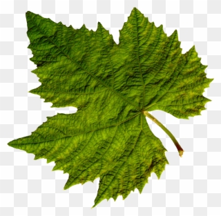 Green Leaves Clipart Fall - Vine Leaf Png Transparent Png