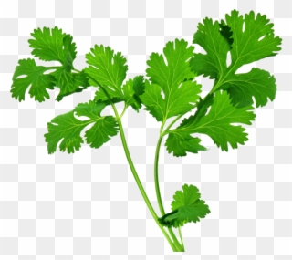 Clip Art Free Library Coriander Pad Thai Chutney Herb - Celery Health Benefits - Png Download