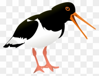 Oyster Clip Art Download - Oystercatcher Png Transparent Png