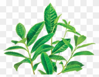 Clipart Leaves Green Tea Leaf - Alvita - Organic Green Tea Decaf - 24 Tea Bags - Png Download