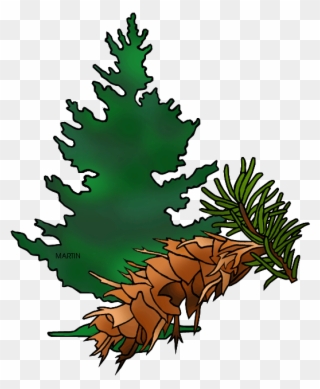 Clip Arts Related To - Douglas Fir Clipart - Png Download
