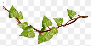 Vine Cliparts Transparent - Leaf Vine Transparent Background Png