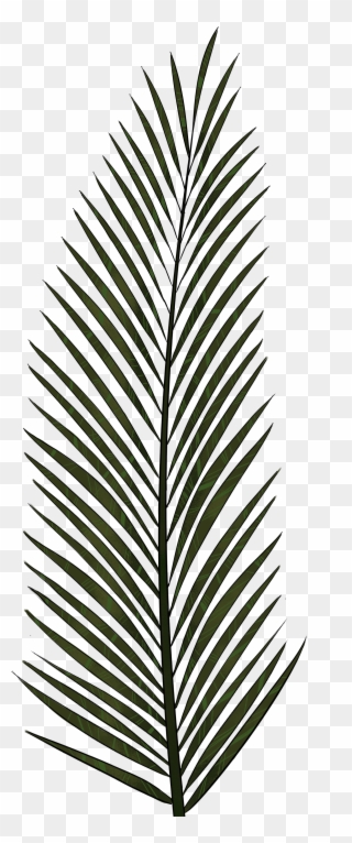 Palm Leaves - Palm Tree Leaf Texture Clipart