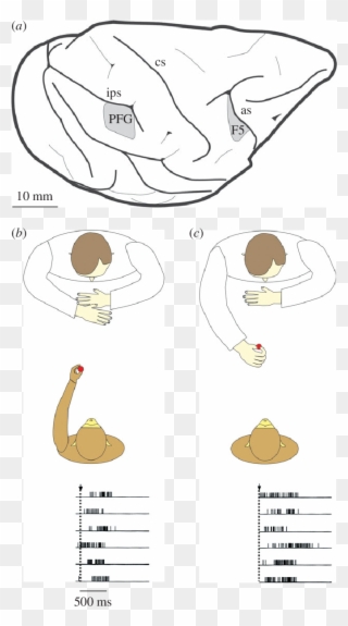 Example Of A Mn Responding During And - Cartoon Clipart