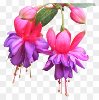 Purple And Pink Fuchsia Flowers Pillow Case Clipart