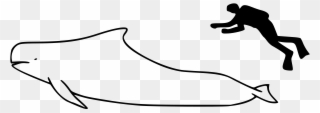 Short-finned Pilot Whale Size - Pilot Whale Size Comparison Clipart