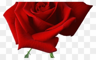 Large Red Rose Clipart Gallery Yopriceville High Quality - Png Download