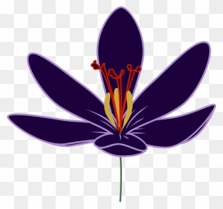 Crocus Clipart, Vector Clip Art Online, Royalty Free - Saffron Flower Clipart Png Transparent Png