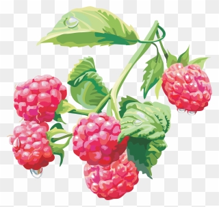 Raspberry Vine Png - Raspberry Bush Transparent Background Clipart