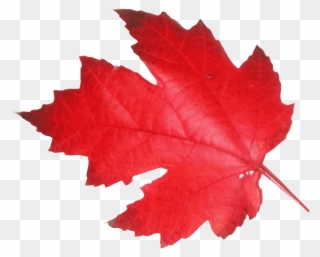 Canada Maple Leaf Png Transparent Images - Red Leaf Transparent Background Clipart