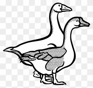 Vector Duck Line - Goose Black And White Clipart