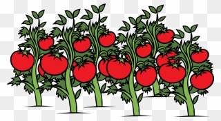 Flowers Clipart Background Clipart - Tomatoes Plant Clipart - Png Download