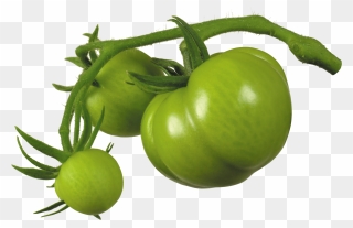 Green Tomato Png Clipart
