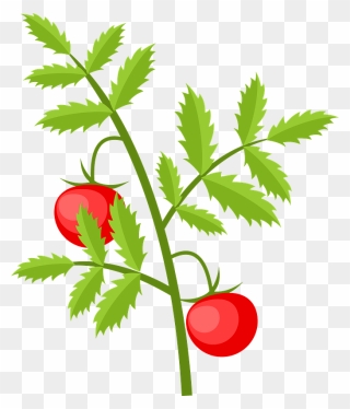 Tomato Plant Clipart - Tomato - Png Download