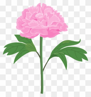 Peony Flower Clipart - Peony Flower Clip Art - Png Download