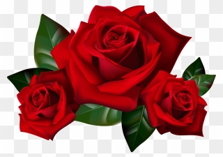 Transparent Background Red Roses Png Clipart