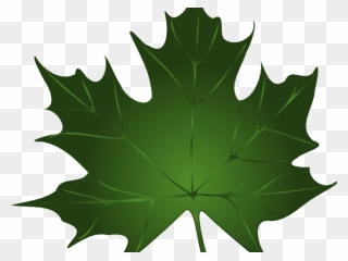 Transparent Fall Leaves And Pumpkins Border Png - Green Maple Leaf Clip Art