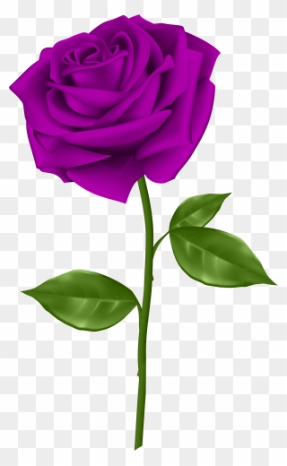 Purple Rose Transparent Png Clip Art - Purple Rose Transparent Png