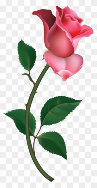 Pink Rose Clipart Png - Rose Bud Transparent Png