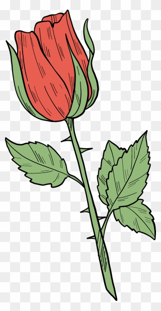 Red Rose Clipart - Rose - Png Download
