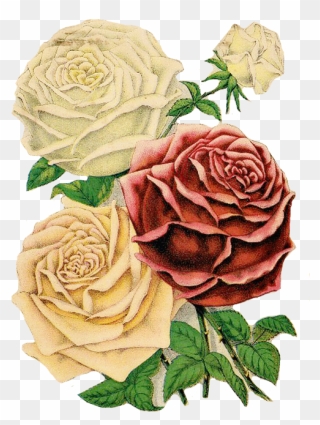 Roses Clipart Floral Clipart Red Roses - Clipart Rose - Png Download