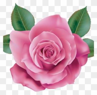 Pink Rose Clipart Rose Clipart Pink Rose Transparent - Png Transparent Background Pink Rose Png Hd