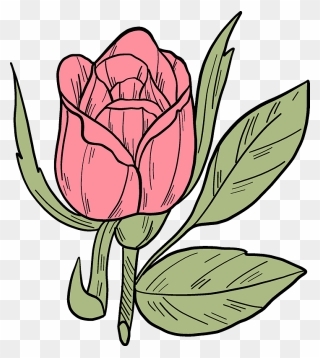 Pink Rose Clipart - Rose - Png Download