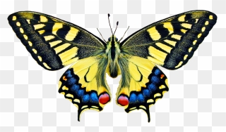 Swallowtale Butterfly Clipart - Old World Swallowtail Png Transparent Png