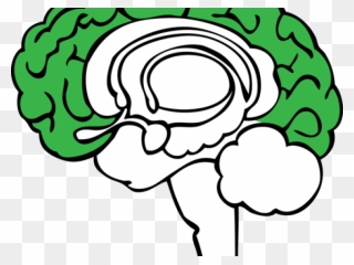 Brain Clipart Plant - Blank Limbic System Diagram - Png Download