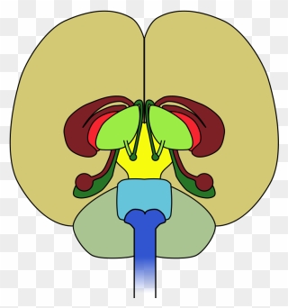 Brain-front View Clip Art Download - Diagram Of The Brain Front View - Png Download