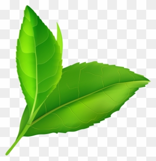 03 Leaf Clip Art - Transparent Background Green Leaf Png