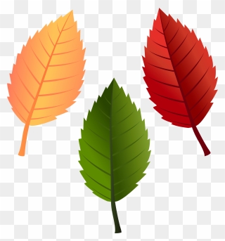 Clipart Leaves To Color - Png Download