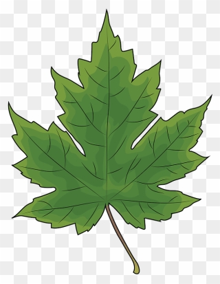 Maple Leaf Clipart - Tree Leaf Silhouette Png Transparent Png