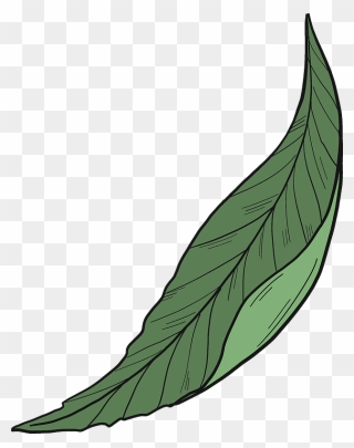 Peach Leaf Clipart - Png Download