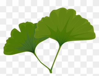 Maidenhair Tree Green Leaf Clipart - Maidenhair Tree - Png Download