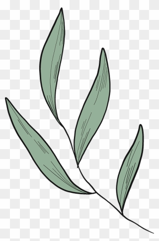 Eucalyptus Leaves Clipart - Png Download